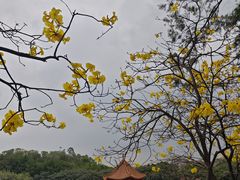 -广州莲花山旅游区