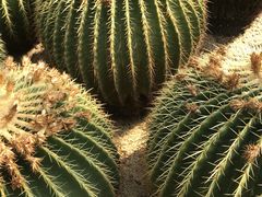 -深圳仙湖植物园