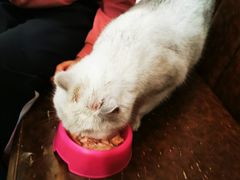 -猫小院猫主题餐厅(三里屯店)