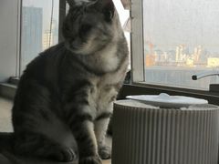 -Cappucimeow猫咪咖啡馆(韦伯时代店)