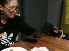 -百好乐宠物友好餐厅(朝外大街店)