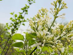 -苹果树下艺术餐厅(通州店)