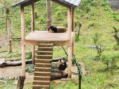 -中国大熊猫保护研究中心雅安碧峰峡基地