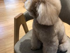 -Pets First伊珊娜洗护·精致美容·家庭式寄养(新会路店)