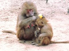 -北京野生动物园