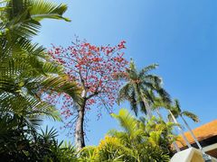 -三亚海棠湾万丽度假酒店