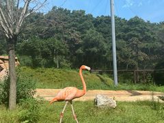 -沈阳森林动物园