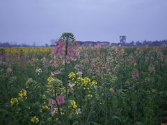 -中国天府农业博览园