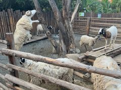 -泉州海丝野生动物世界