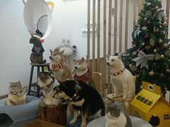 -柴迷FANS CLUB·柴犬狗咖·猫咖