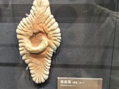 -四川大学博物馆