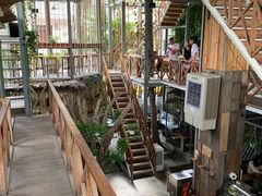-Rainforest