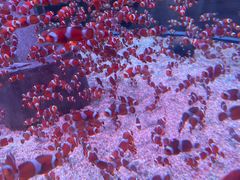 -海合安成都极地海洋公园