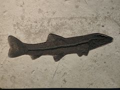 -湖南省地质博物馆