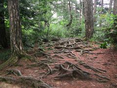-庐山风景区花径公园
