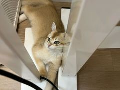 -御宝贝·A梦猫科宠物医院(国际猫友好医院)