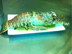 澳洲龙虾-榆舍日料铁板烧