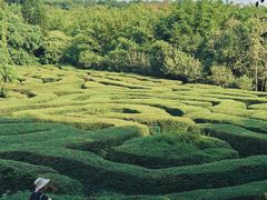 -大屏嶂森林公园