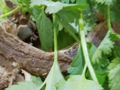 -龙虾风暴(松江店)