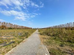 -上海长兴岛郊野公园