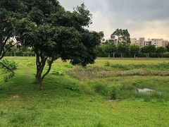 -广东花都湖国家湿地公园