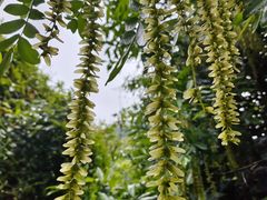 -樱桃山旅游景区