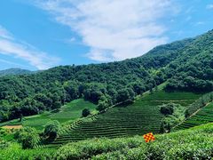 -龙坞茶村