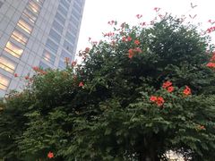 -上海浦东康桥绿地假日酒店