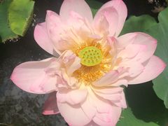 -陈家山荷花公园