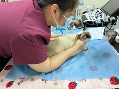 -美联众合动物医院·24h转诊中心