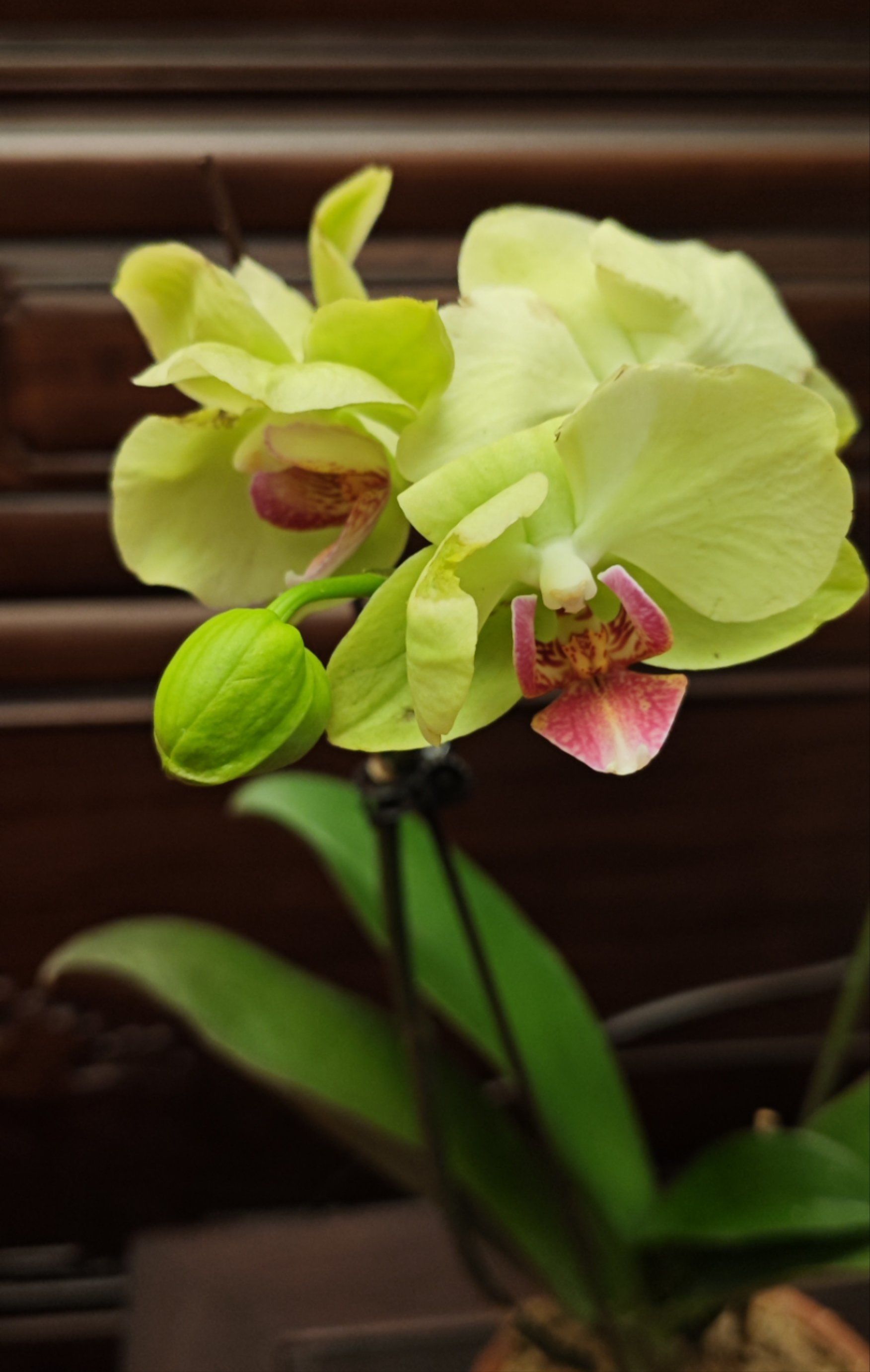 天天领红包 兰花盛开,绿色蝴蝶兰稀有物