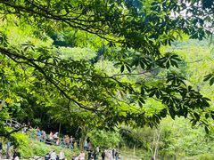 -石台牯牛降景区
