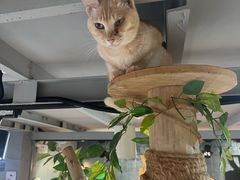 -豆逗聊愈猫阁Easy Life