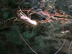 -暹罗海洋世界
