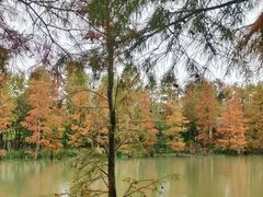 -上海长兴岛郊野公园