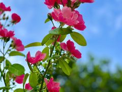 -上海山野camping·户外天幕烧烤·团建拓展营地