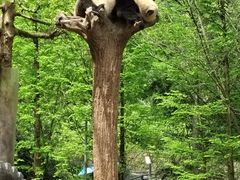 -都江堰中华大熊猫苑