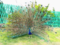 -西霞口神雕山野生动物世界