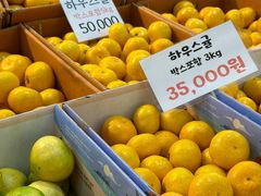 -西归浦每天偶来市场