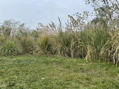 -桤木河湿地公园