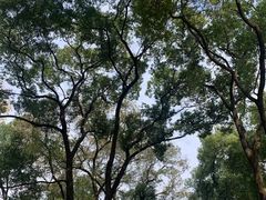 -岳麓山风景名胜区