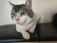 -芭比堂宠物医院·全科爱猫医院·仁德分院