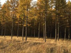 -塞罕坝国家级自然保护区