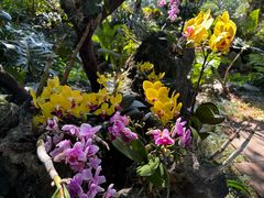-东莞植物园