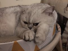-OMG星都里