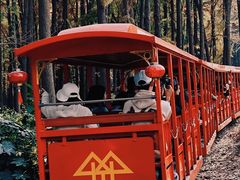 -上海共青森林公园