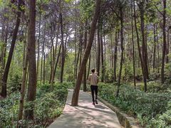 -铁山坪森林公园