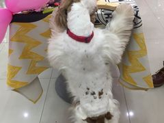 -汪小喵宠物·戴维斯乐芳希施宠馨宝皮毛调理洗护店