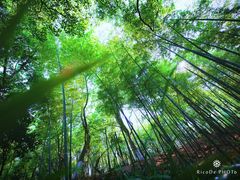 -杭州半山国家森林公园