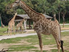 -广州长隆国际大马戏